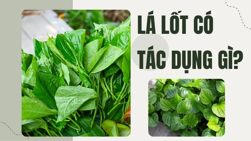 Lá Lốt có tác dụng gì? Hướng dẫn sử dụng đúng cách cho mọi nhà