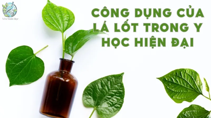 Công dụng của lá lốt trong y học hiện đại