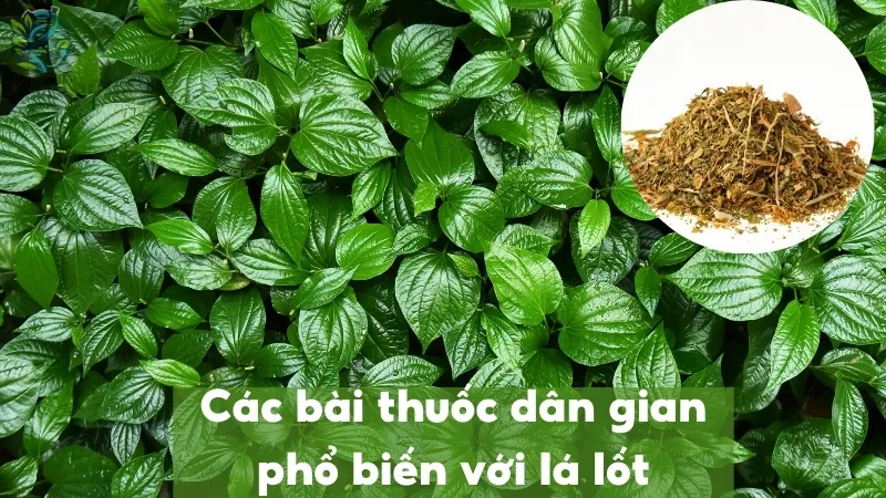 Các bài thuốc dân gian phổ biến với lá lốt