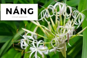 Cách sử dụng cây náng để điều trị đau nhức xương khớp