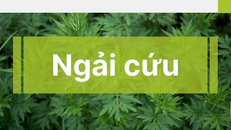 Ngải cứu - Cách sử dụng đúng cách giúp an kinh và hạn chế bệnh hàn