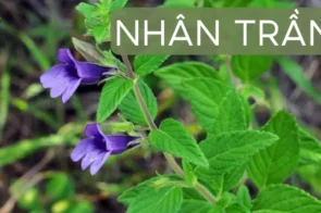 Nhân trần có thực sự tốt cho gan? Bí quyết thanh lọc cơ thể tự nhiên