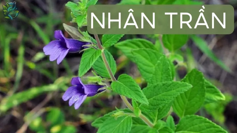 Nhân trần có thực sự tốt cho gan? Bí quyết thanh lọc cơ thể tự nhiên