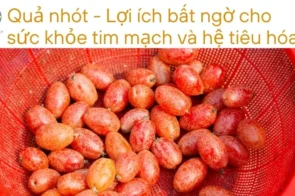 Nhót và lợi ích bất ngờ cho sức khỏe tim mạch và hệ tiêu hóa