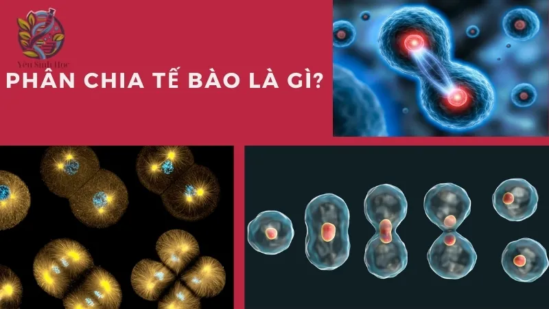 Phân chia tế bào là gì?