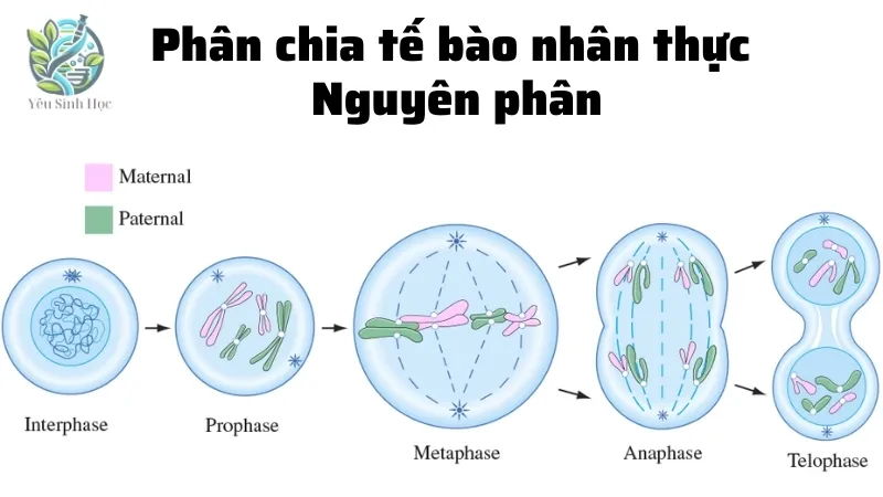 Phân chia tế bào nhân thực: Nguyên phân