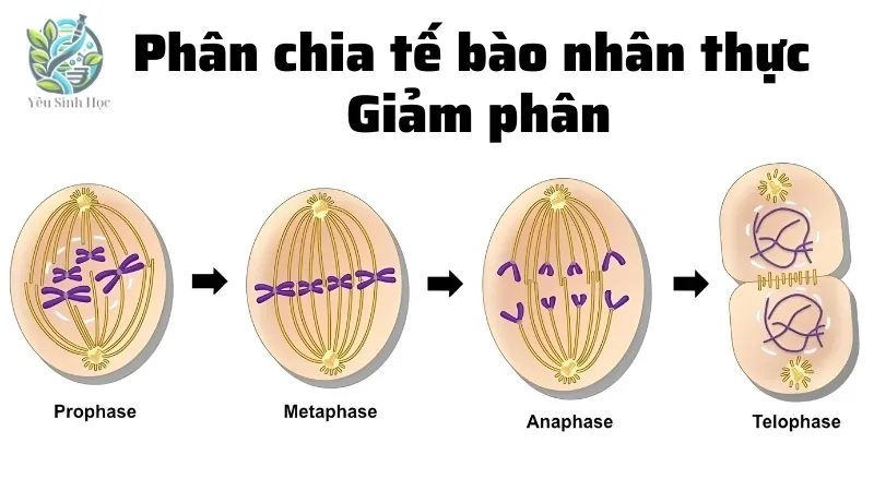 Phân chia tế bào nhân thực: Giảm phân