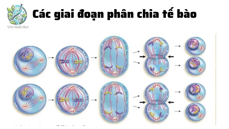 Các giai đoạn phân chia tế bào