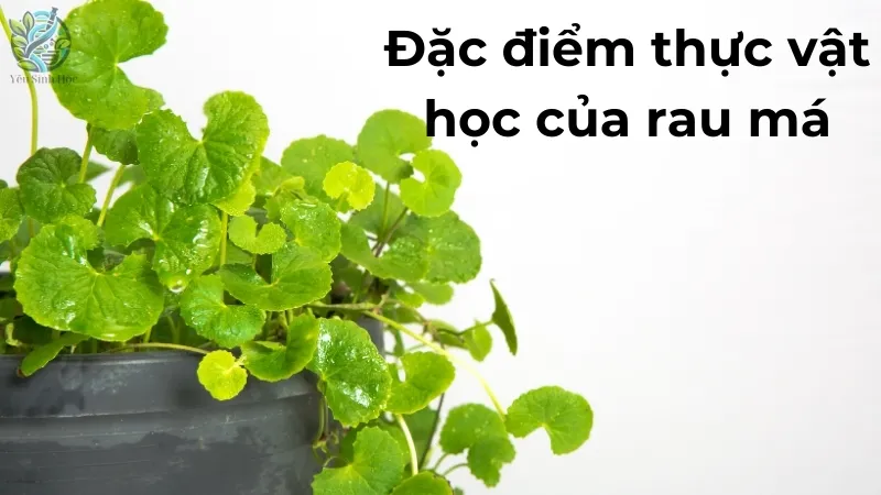 Đặc điểm thực vật học