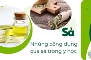 Bí quyết giảm cân, chữa cảm cúm hiệu quả với cây sả