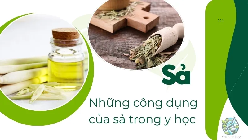 Bí quyết giảm cân, chữa cảm cúm hiệu quả với cây sả 