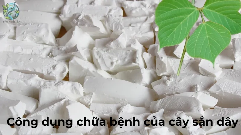 Công dụng chữa bệnh của cây sắn dây