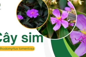 Quả sim là gì? Công dụng chữa bệnh của quả sim