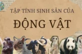 Tập tính sinh sản của động vật trong môi trường biến đổi