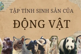 Tập tính sinh sản của động vật trong môi trường biến đổi