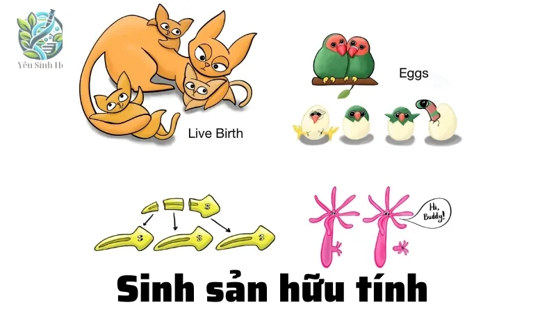 Sinh sản hữu tính