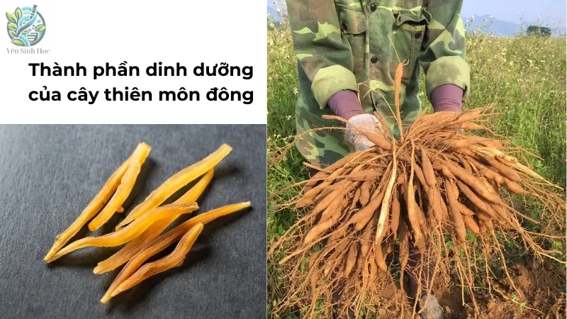 Thành phần dinh dưỡng của cây thiên môn đông