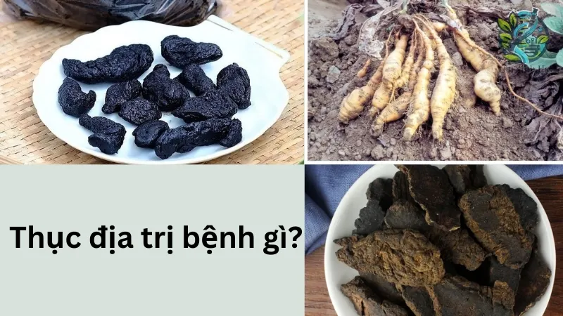 Thục địa trị bệnh gì?