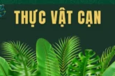 Thực vật cạn là gì? Vai trò của thực vật cạn trong hệ sinh thái