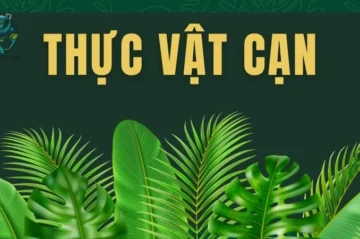 Thực vật cạn là gì? Vai trò của thực vật cạn trong hệ sinh thái