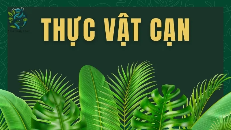 Thực vật cạn là gì? Vai trò của thực vật cạn trong hệ sinh thái