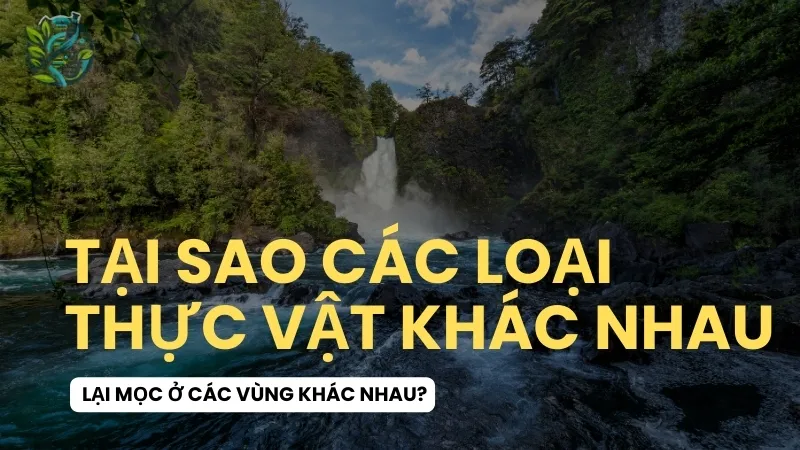 Tại sao các loại thực vật khác nhau lại mọc ở các vùng khác nhau?