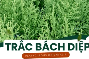 Trắc Bách Diệp – Bí quyết cầm máu và chữa bệnh hiệu quả