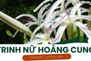 Trinh Nữ Hoàng Cung trong điều trị ung thư và u xơ tử cung