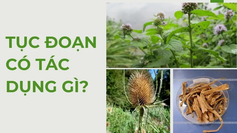 Tục đoạn có tác dụng gì?