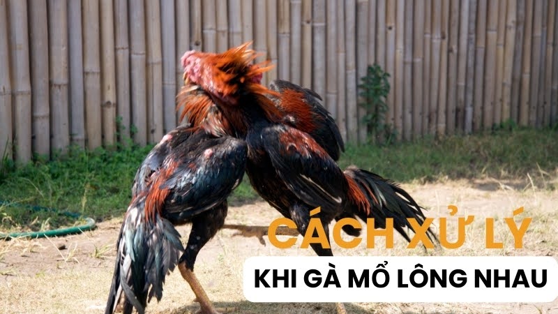 gà con mổ lông nhau
03