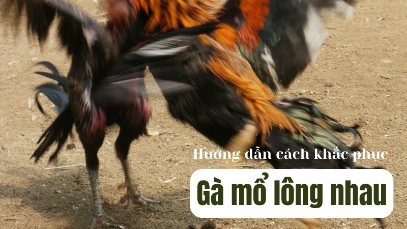 gà con mổ lông nhau
04