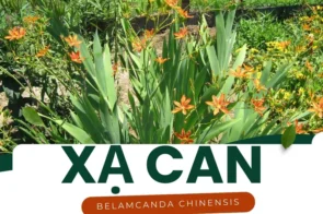 Xạ can – Thảo dược quý giúp hỗ trợ điều trị viêm họng và mất ngủ